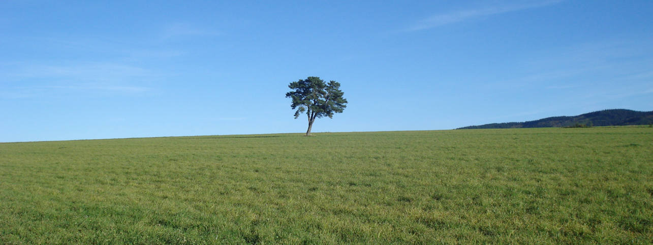 arbre-isole-vers-perjuret.jpg