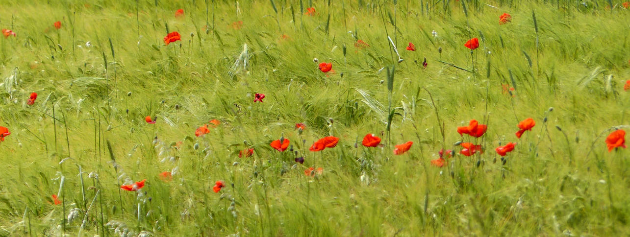 flore-sauvage-causse-mejean.jpg