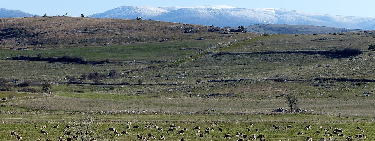 troupeau-brebis-causse-mejean.jpg